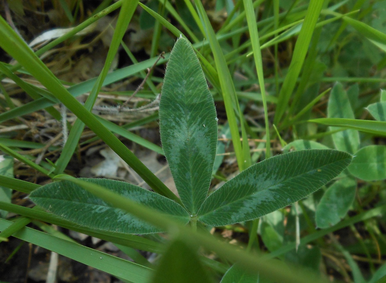 Trifolium medium L. / Trifoglio medio